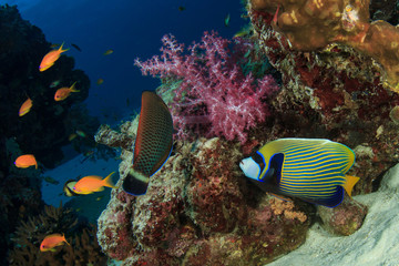 Emperor Angelfish on coral reef