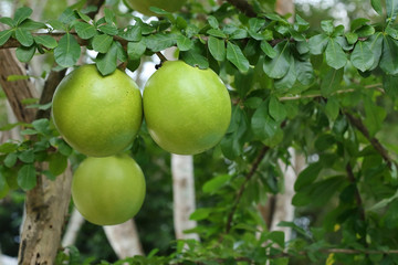 green calabash tree, wild crescentia