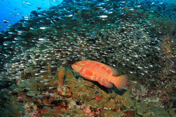 Fototapeta na wymiar Grouper fish on coral reef