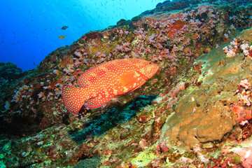 Grouper fish on coral reef