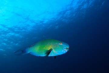 Obraz na płótnie Canvas Parrotfish