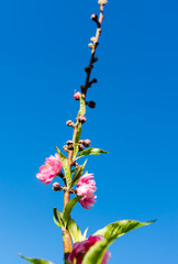 Beautiful pink flower of Sakura in garden at Doi Ang Khang Thail