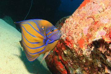 Ring Angelfish