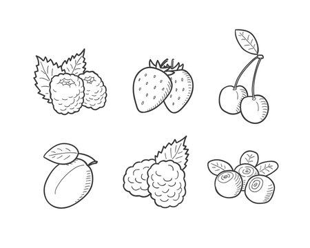 Collections Of Berries Illustrations In Sketch Style