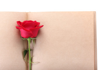 Obraz premium red rose flower on blank paper page for creative