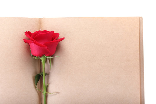 red rose flower on blank paper page for creative