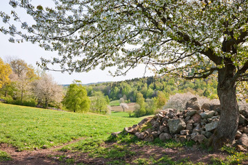 Blooming cherry tree