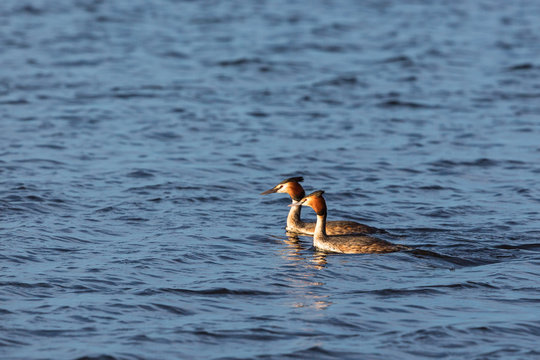 Pair of Great Crested Grebe swimming in a lake
