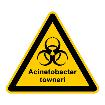 wso125 WarnSchildOrange - acinetobacter towneri - g3050