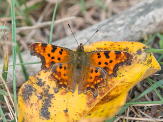 C-Falter (Polygonia c-album)