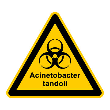 wso132 WarnSchildOrange - acinetobacter tandoii - g3057