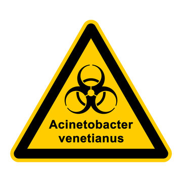 wso133 WarnSchildOrange - acinetobacter venetianus - g3058