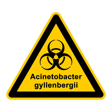 wso134 WarnSchildOrange - acinetobacter gyllenbergii - g3059