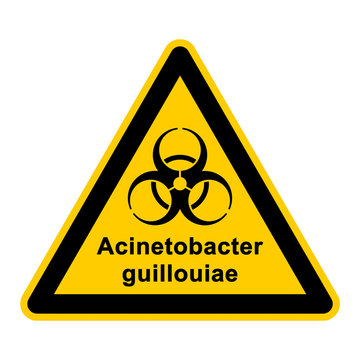 wso136 WarnSchildOrange - acinetobacter guillouiae - g3061