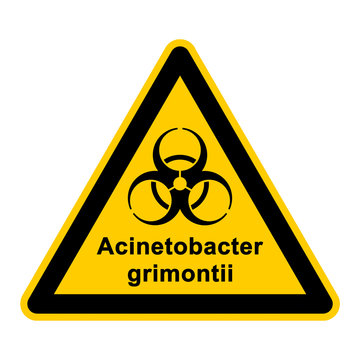 wso137 WarnSchildOrange - acinetobacter grimontii - g3062