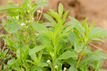 Stevia tree