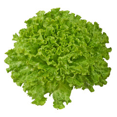 Obraz na płótnie Canvas Fresh green lettuce isolated on white background