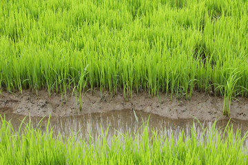 Obraz premium agriculture of small rice sprout in cultivated area