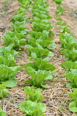 green lettuce vegetable of hydroponic cultivation
