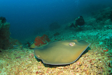 Fototapeta premium Stingray and scuba diver