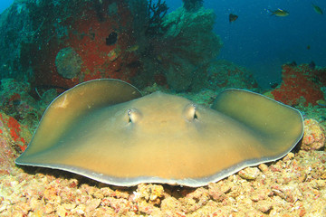 Stingray (Pink Whipray)