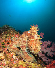 Fototapeta na wymiar Big Red Octopus on coral reef