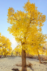 Fototapeta premium Inner Mongolia, China Populus euphratica