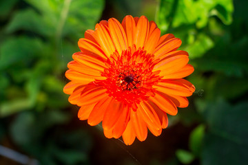 orange gerbera flower , top view , blur background