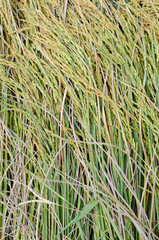 ear of rice background