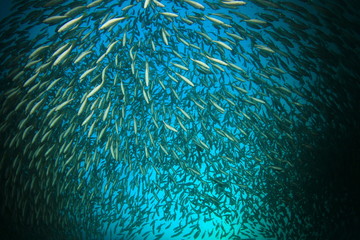 School Snapper Fish underwater in ocean