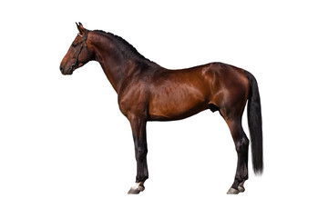 Fototapeta na wymiar Exterior beautiful bay horse isolated on white background