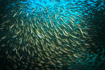 Naklejka na ściany i meble School Snapper Fish underwater in ocean