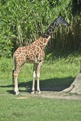 giraffa