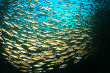 Fototapeta na wymiar School Snapper Fish underwater in ocean