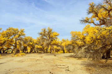 Inner Mongolia, China Populus euphratica