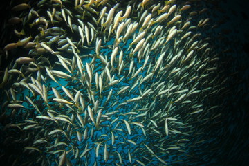 School Snapper Fish underwater in ocean