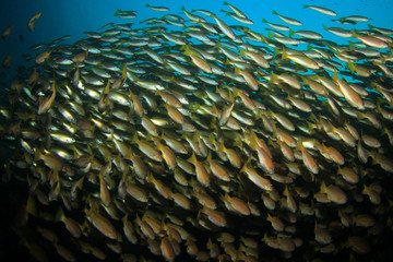 Fototapeta na wymiar School Snapper Fish underwater in ocean