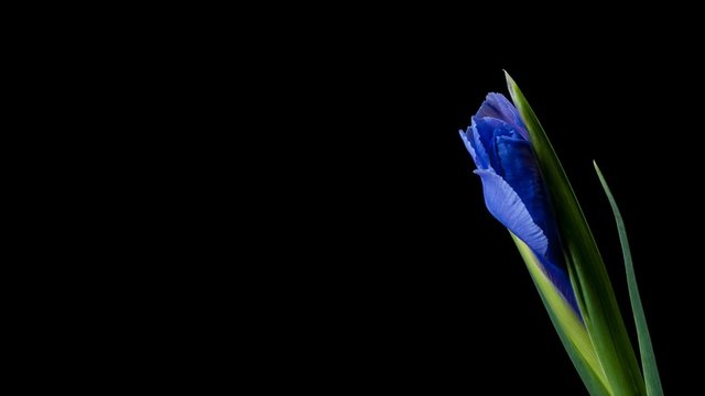Timelapse of iris flower blooming on black background