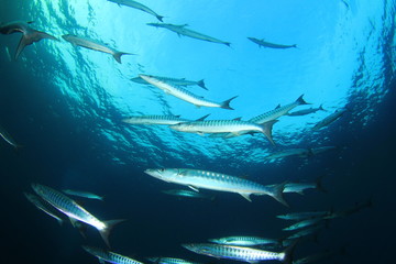 School Chevron Barracuda Fish