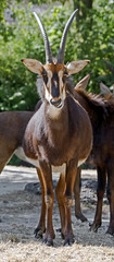 Sable antelope