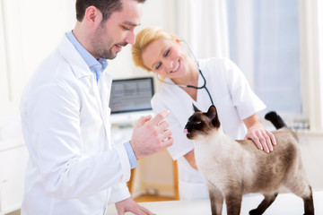 Two attractives veterinary surgeons examine a cat