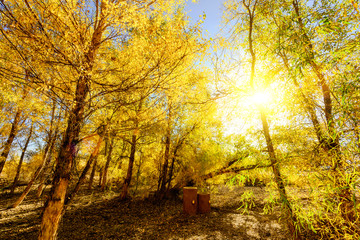 Inner Mongolia, China Populus euphratica