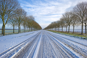 Obraz premium Row of trees along a snowy road in winter
