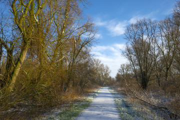 Snowy footpath in a forest in winter