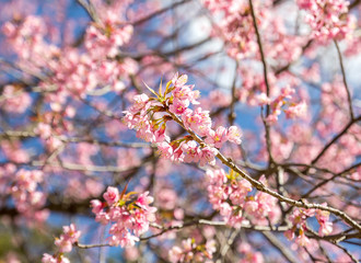 Fototapeta na wymiar Wild Himalayan cherry blooming