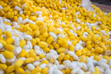 cocoon silkworm 