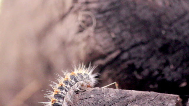 Thaumetopoea - Pine processionary caterpillar