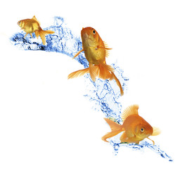 Goldfish in water splashes isolated on white