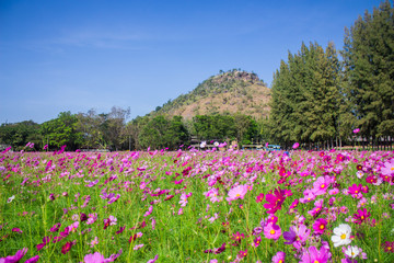 cosmos flowers mid Central courtyard A beautiful and blue sky