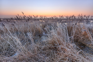 Fototapeta premium Hoar frost on reed in a winter morning landscape